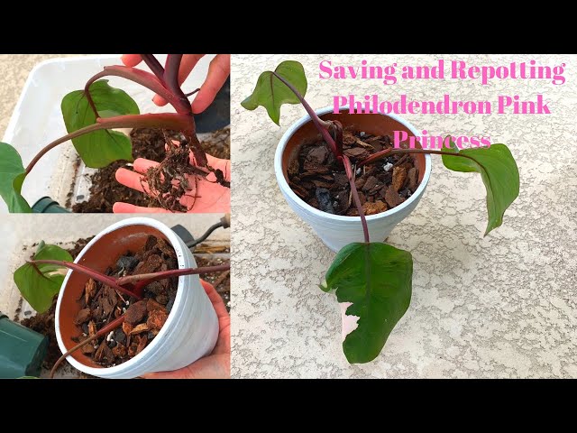 growing plant pot 3" Grow Pot (5 pack)  Canopy Plant Co