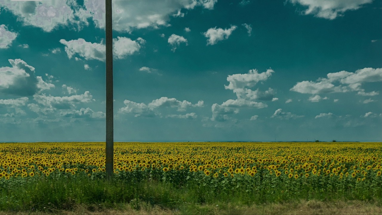 Anastasia Chatziapostolidou, Daphne Pagoulatou, Erophilie, Aliki Pappá – I Panayióta