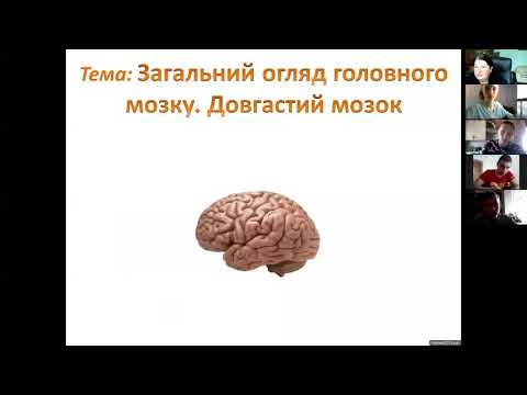 Загальний огляд головного мозку. Довгастий мозок і міст