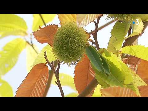 Les châtaigners en Limousin atteints par la sécheresse