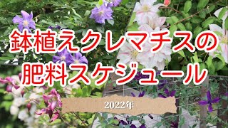 鉢植えクレマチスの肥料スケジュール