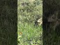 PartridgeTV (6 short) Partridge Keklik Kew الحجل  鹧鸪 Rebhuhn куропатка Perdiz Chukar