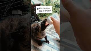 Cara agar musang mau adaptasi sama tali tuntun #garasisatwa #musangloversindonesia #musangpandan
