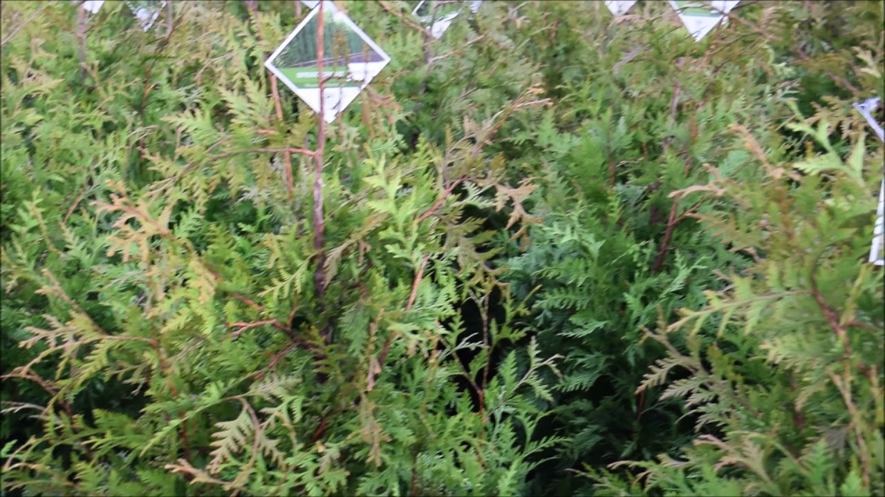 Spring Grove Arborvitae Not a Big as The Green Giant YouTube