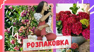 Розпаковка. Лохина сорту “Рожевий лимонад” / Pink Lemonade і широколисна гортензія серії Magical