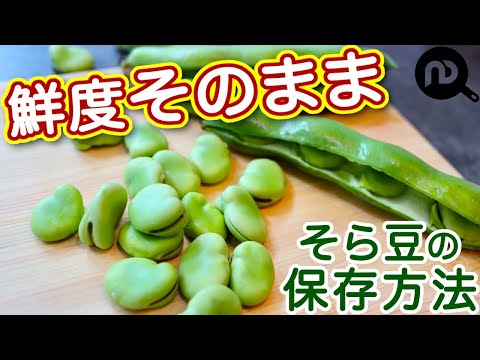 そら豆の保存方法　冷蔵＆冷凍　鮮度良好のままおいしさを閉じ込める保存方法　N.D.Kitchen Basic