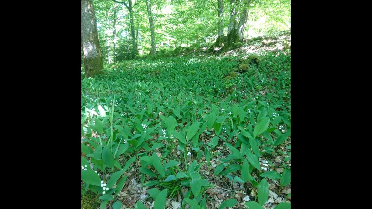 Pingst - Oskar Lindberg