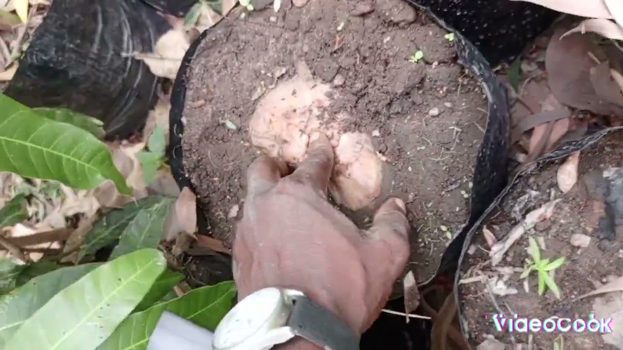 Réussir à faire pousser le noix de coco, c'est possible pour débutant