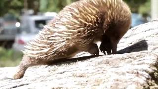 Freycinet Lodge - Accommodation in Freycinet National Park