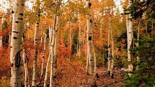 A beautiful bunch of Aspen Trees