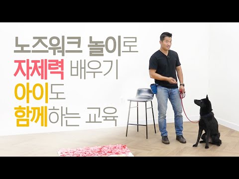 완전 기초부터 배우는 노즈워크 후각활동 놀이방법(강아지 조절력과 자제력 키우기, 아이도 함께 배우는 교육)