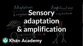 Sensory adaptation and amplification | Processing the Environment | MCAT | Khan Academy