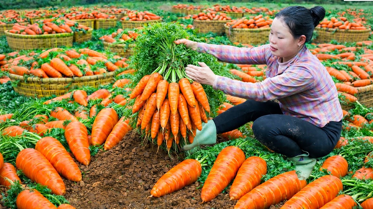 Harvesting carrots and making sweet candied carrots to sell at the village market