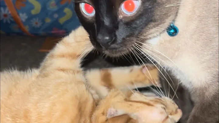 Video 2366721: siamese cat bathing, siamese cat playing