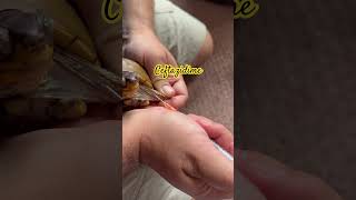 Mango Mendapatkan Antibiotiknya! #boxturtle