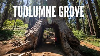 Tuolumne Grove: A Great Family Friendly Sequoia Grove Hike in Yosemite