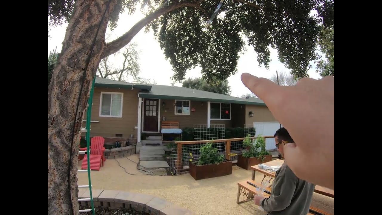 Installing BIRD TAPE in Cork Oak to discourage Sap Sucker Woodpecker