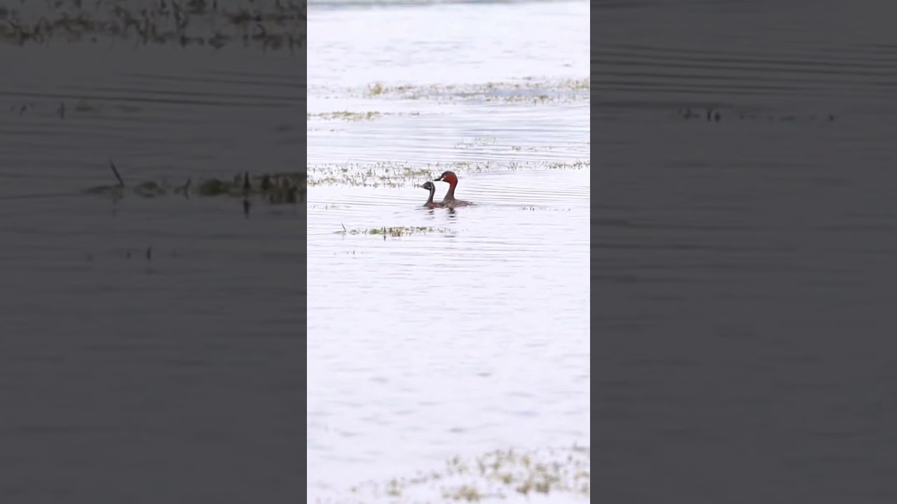 Little Grebes sails on Purbasthali's Serene Waters | Birdwatching 