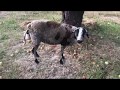 Urban shepherding in Myrtle Creek, Oregon
