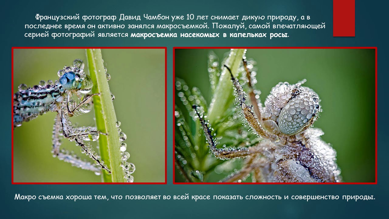 Камри стрекоза дром
