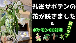 観葉植物 孔雀サボテンの花が咲きました 植物男子とポケモンゴーで草カップも開催していく Youtube