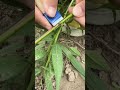 Easy Patch Bud Method | Método fácil | 簡単方芽接ぎ | 쉬운 사각 접목 #fruittrees #grafting