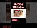 【速報】ついに犬のカロリーが判明しましたwww