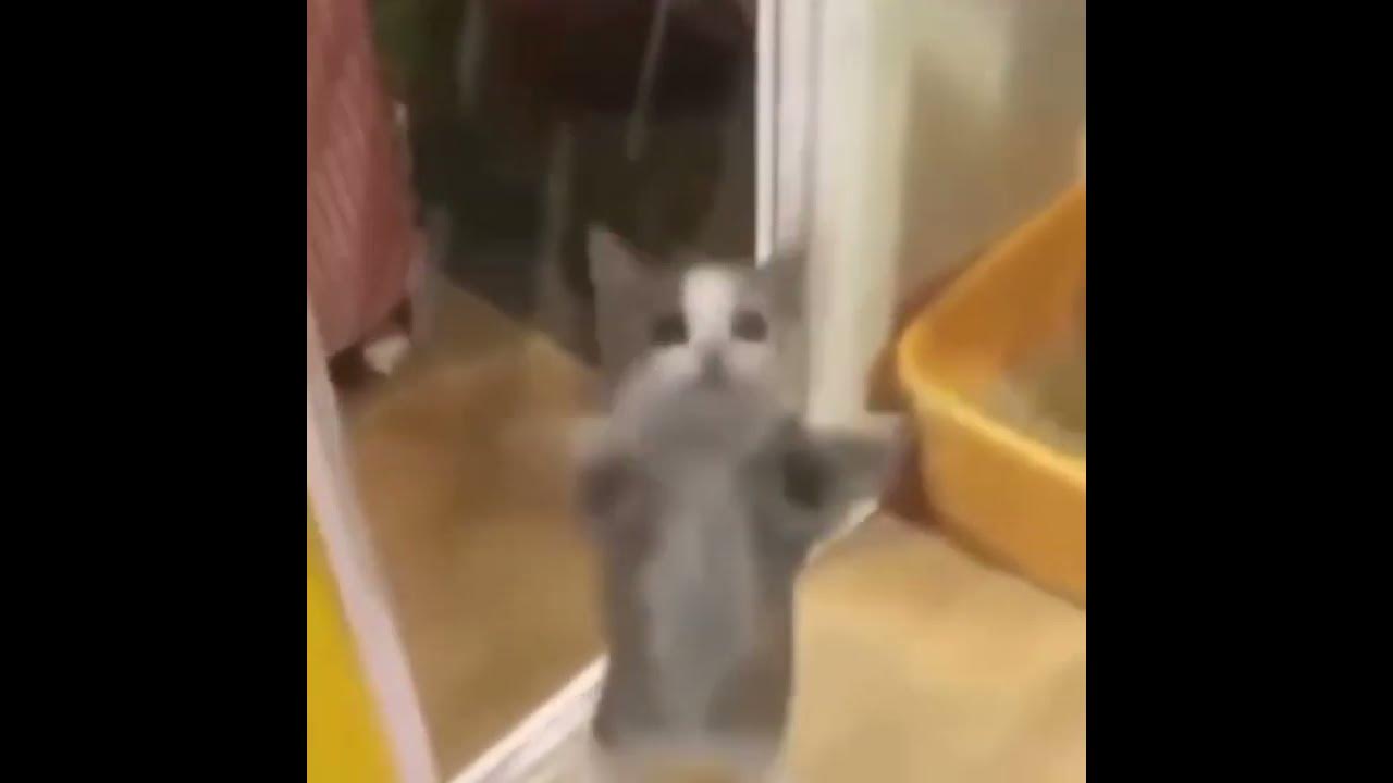 Jumping cat meme YouTube