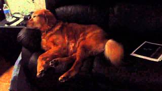 Dog wags tail while dreaming