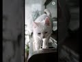 funny cute cat videos 🤣 cat funny video