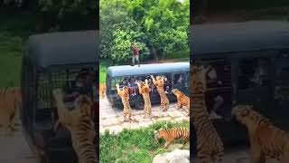 Tiger Dangerous Wild Animals - tiger vs humen - Wild Adventure #Shorts screenshot 2