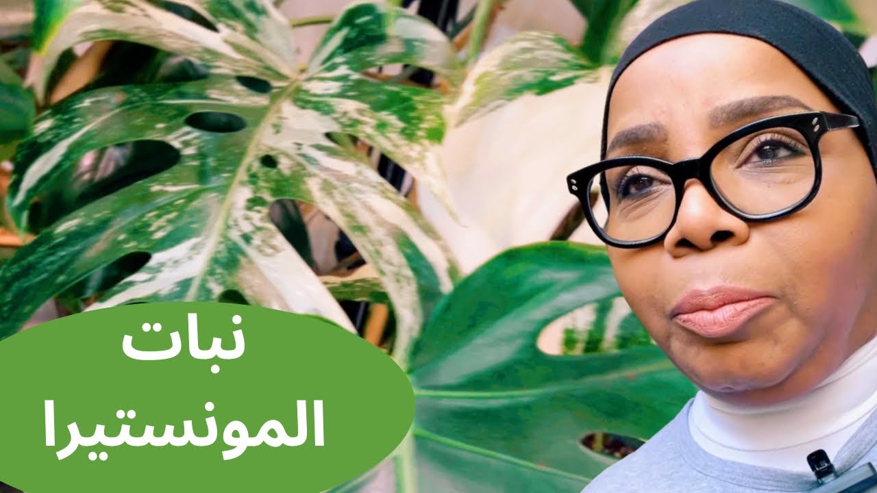 أفضل النصائح لعناية نبات المونستيرا في المنزل