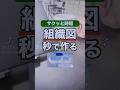 組織図 秒で作る #powerpoint #パワーポイント #プレゼン資料 #パワポ #パワポデザイン #shorts