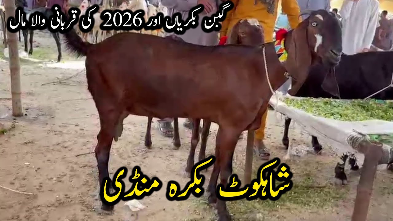 Шахкот Бакра Манди | Обновление Састи Бакра Манди от 28.10.2025