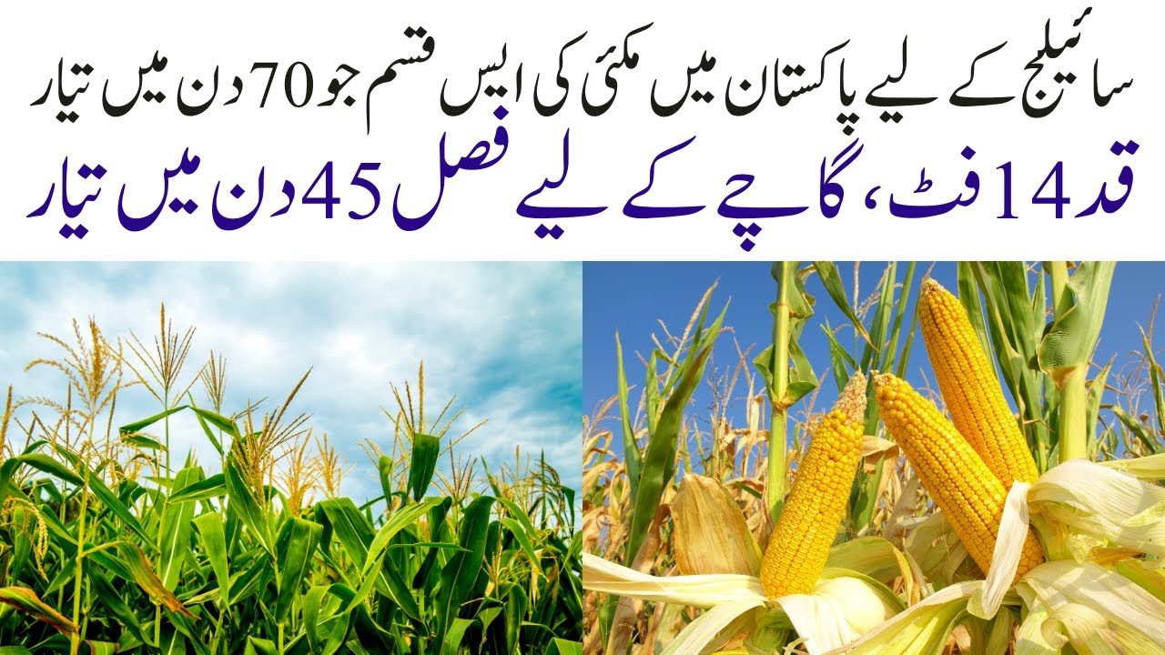 Best Corn for Silage in Pakistan || Ready for Green Fodder in Just 45 Days, Height Over 12 Feet