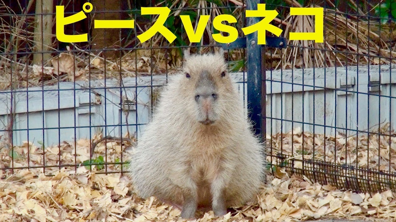 ピースvsネコ　大宮公園のカピバラたち