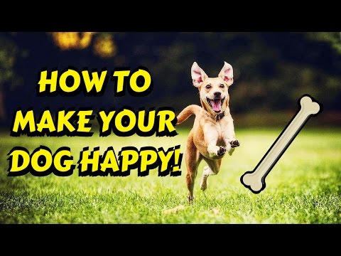 Comment rendre votre chien heureux!