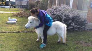 Miniature Pony Ride