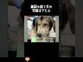 山に放置された盲目の犬の運命は...!#保護犬 # #動物保護 #dog