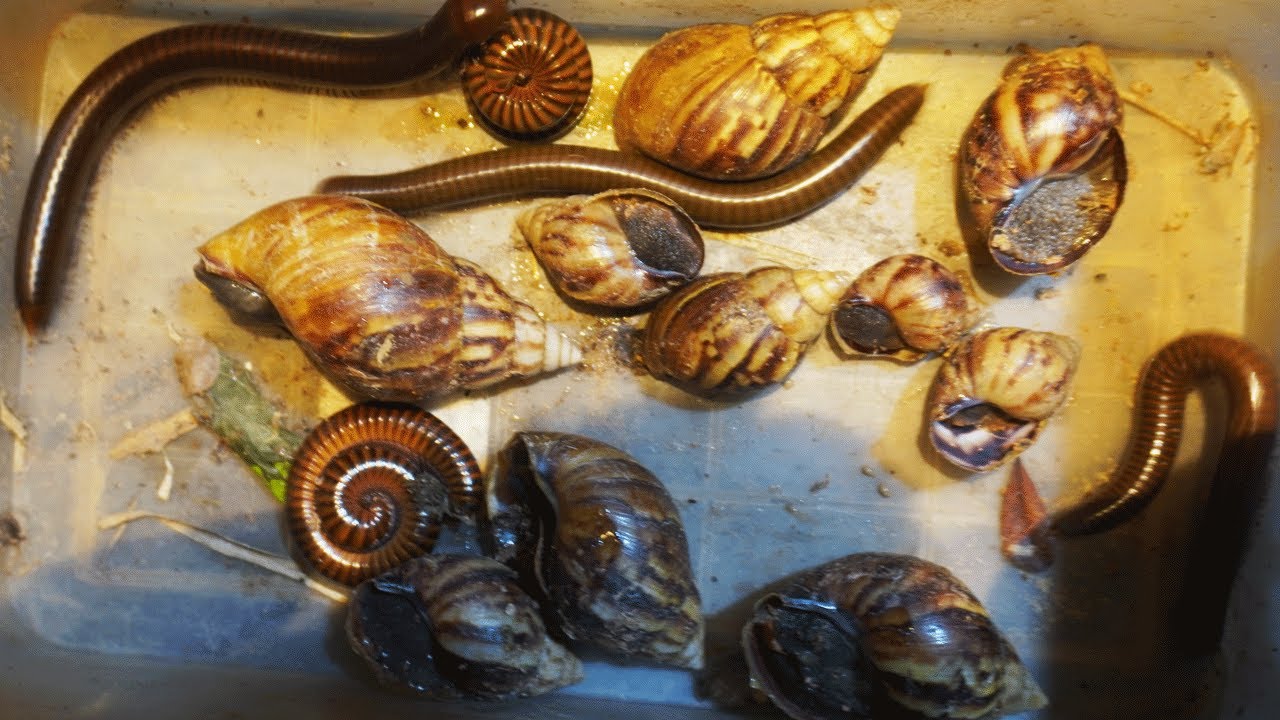 where to find millipedes, america snails and how to identify what they ...