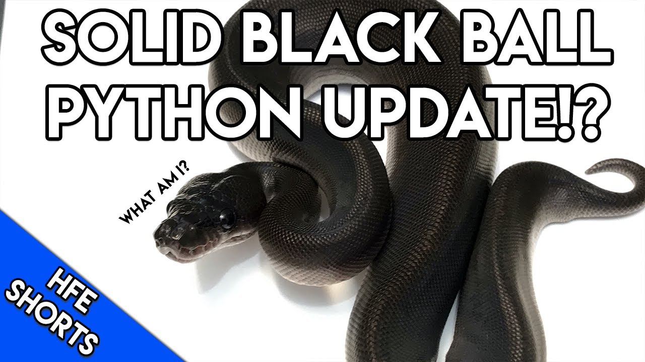 pythons for sale Solid Black Ball Python Update!