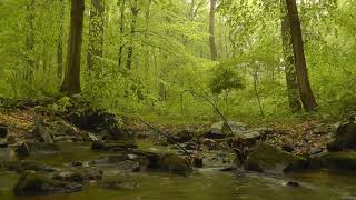 Euphonious sounds beautiful and pleasant  music for relaxing your mind and meditating. screenshot 2