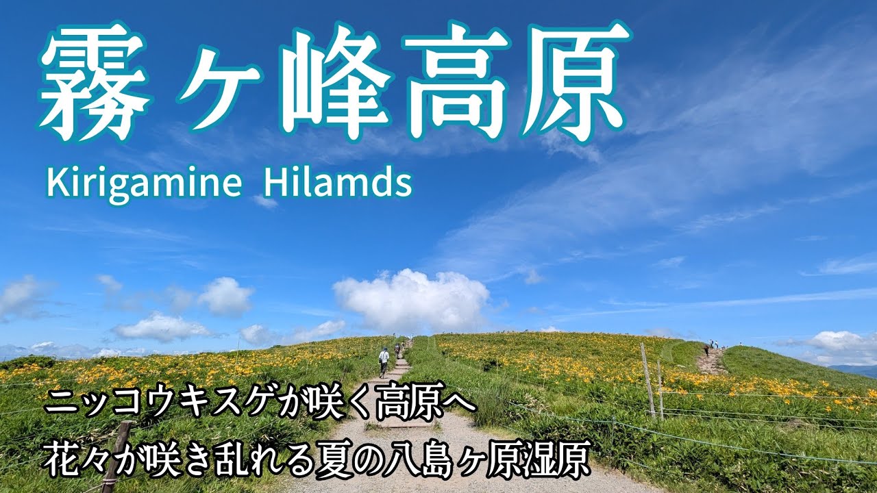 霧ヶ峰高原】2025.7.13 ニッコウキスゲが咲く高原の黄色い丘へ 夏の