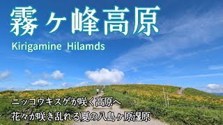 霧ヶ峰高原】2025.7.13 ニッコウキスゲが咲く高原の黄色い丘へ 夏の