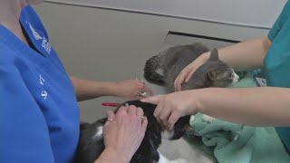 SPCA holding vaccine clinic for cats in West Seneca
