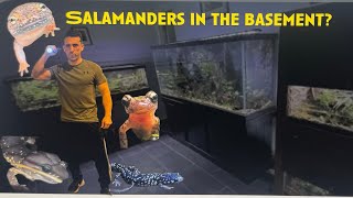SALAMANDERS IN MY BASEMENT?!?
