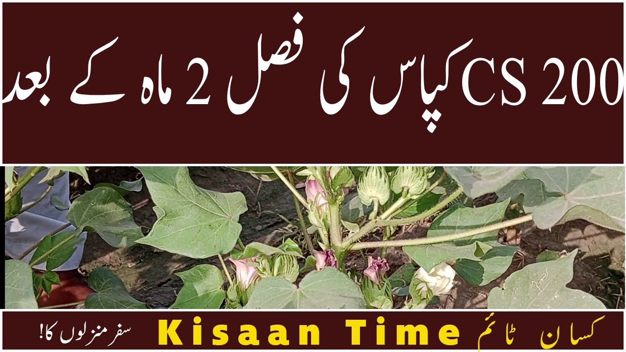 Growth of Cotton variety CS 200 after 2 months cotton seed Kisaan Time  کسان ٹائم