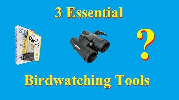 How to Get Started Watching Birds: 3 Essential Tools