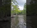 #baldcypress Trap Pond #delaware #shorts