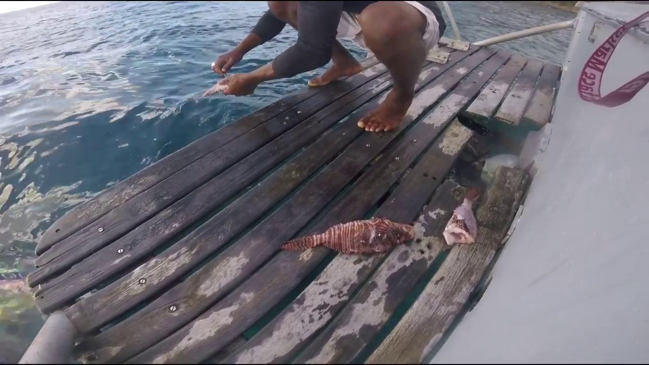 Boat Captain Skins 3 Lionfish Caught by Scubadivers off the North Coast of Bequia Island